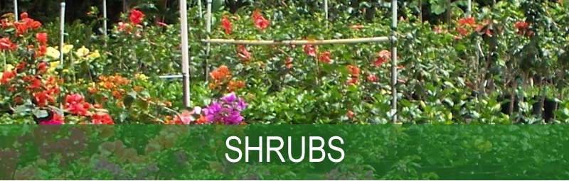Shrubs